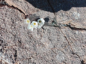 Flowers growing on rocks