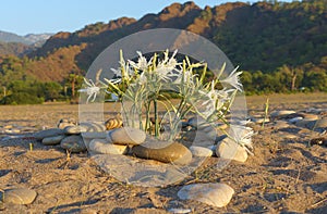 Flowers growing on sandy beach in Cirali village, Antalya province, Turkey. Respect for nature.