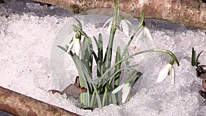 Flowers growing through snow, in the woodland by Anthering near by Salzburg, Austria spring