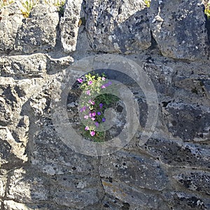 Flowers growing in a stone wall in the town of Adare Ireland
