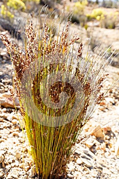 Flowers growing on the Swartberg Pass