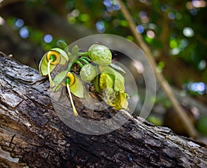 Fiori sul zucca un albero 