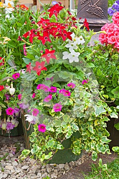 Flowers growng in containers.