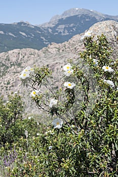 Flowers of Gum rockrose, Cistus ladanifer