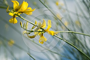 Flowers in gust of wind Spain Jerez De La Frontera