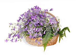 Flowers hand bells in a basket on fern leaves