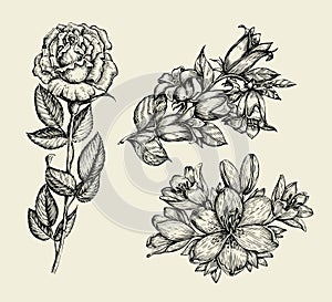 Flowers. Hand drawn sketch flower bell, rose, lily, floral pattern. Vector illustration