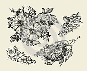 Flowers. Hand drawn sketch flower, lilac, dogrose, rosehip, wild rose. Vector illustration