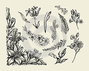 Flowers. Hand drawn sketch flower, lily, fern, grass, herb, bracken, lilia. Vector illustration