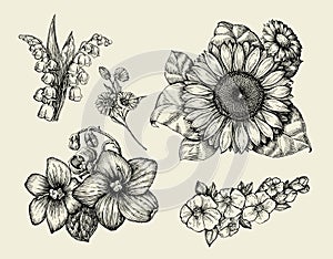 Flowers. Hand drawn sketch flower, sunflower, white lily, violet. Vector illustration