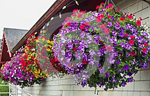 Flowers in hanging basket around the house. Hanging Flower Pots hanging on a wooden wall