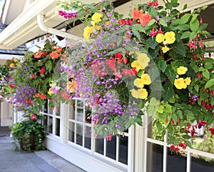 Flowers in the hanging baskets with windows.