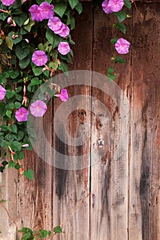 Flowers hanging in front of an old wooden door