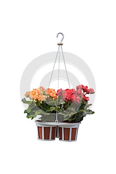 Flowers in a hanging pot isolated on white background