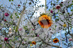 Flowers hanging from trees
