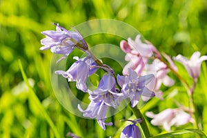 Purple Harebell Flowers, Campanula rotundifolia, closeup on green natural background, selective focus. photo