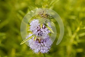 Flowers of a Harts pennyroyal