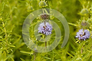 Flowers of a Harts pennyroyal