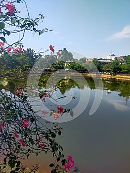 Flowers have always been a symbol of love and water is the source of life