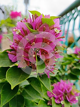 flowers that have bloomed with a mix of pink and green with real leaves