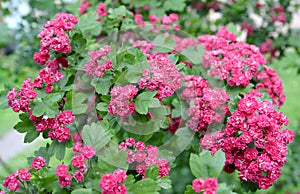 Flowers of a hawthorn blood-red Crataegus sanguinea Pall photo