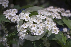 Flowers of hawthorn on a branch with leaves in the rays of the morning sun. Blooming spring tree. the bud may. white