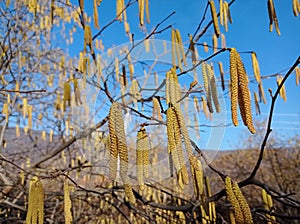 Flowers of hazel shrub. Spring awakening. Spring motif . The male kitten blossoms of the hazelnut shrub shoot from the