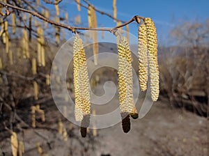 Flowers of hazel shrub. Spring awakening. Spring motif . The male kitten blossoms of the hazelnut shrub shoot from the twigs.