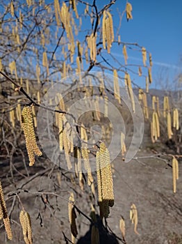 Flowers of hazel shrub. Spring awakening. Spring motif . The male kitten blossoms of the hazelnut shrub shoot from the twigs.