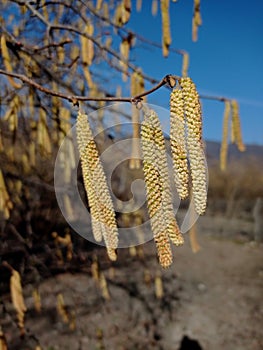 Flowers of hazel shrub. Spring awakening. Spring motif . The male kitten blossoms of the hazelnut shrub shoot from the twigs.