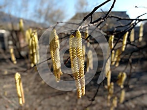 Flowers of hazel shrub. Spring awakening. Spring motif . The male kitten blossoms of the hazelnut shrub shoot from the twigs.