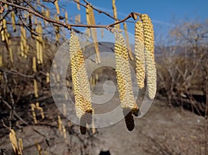 Flowers of hazel shrub. Spring awakening. Spring motif . The male kitten blossoms of the hazelnut shrub shoot from the twigs.