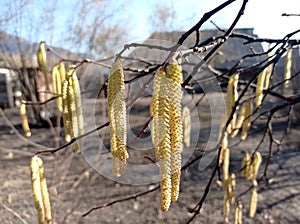 Flowers of hazel shrub. Spring awakening. Spring motif . The male kitten blossoms of the hazelnut shrub shoot from the twigs.