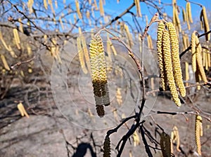 Flowers of hazel shrub. Spring awakening. Spring motif . The male kitten blossoms of the hazelnut shrub shoot from the twigs.