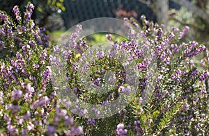 flowers of heather blooming in a garden in sunny winter