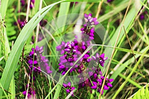 Flowers of heather in grass