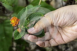 Flowers are held in a child's hand