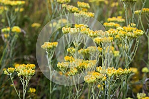 Flowers of helichrysum arenarium closeup