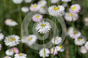 Flowers of Helipterum roseum plants