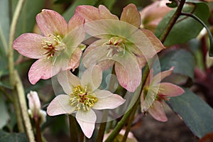 Flowers helleborus.