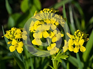 Flowers of herb barbara, bittercress, or Barbarea vulgaris macro, selective focus, shallow DOF