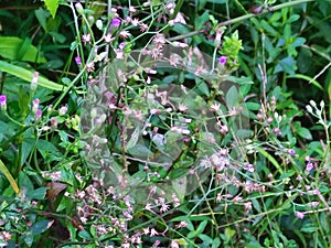 Flowers of a herbal plant known as & x22;Monarakudumbiya& x22; in Sri lanka. It is scientifically named as Vernonia cinerea. photo