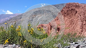 Flowers on the hill of 7 colors