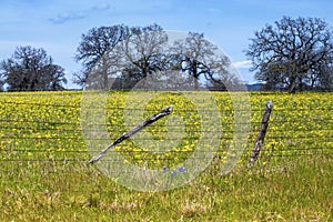 Flowers in Hill Country on Willow City Loop Road, Texas