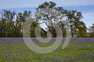 Flowers in Hill Country on Willow City Loop Road, Texas