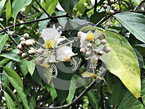 Flowers of Hiptage benghalensis or Hiptage.