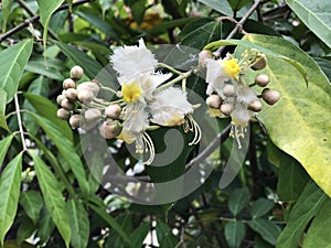 Flowers of Hiptage benghalensis or Hiptage.