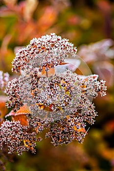 Flowers with hoarfrost at autumn morning in garden