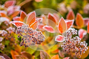 Flowers with hoarfrost at autumn morning in garden