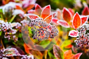 Flowers with hoarfrost at autumn morning in garden